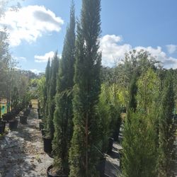 Italian cyprus ten foot tall delivered