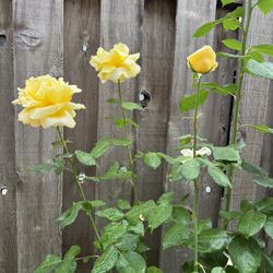 Roses in Pots