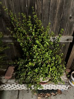 Portulacaria afra, or elephant bush