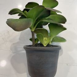 Faux Plant