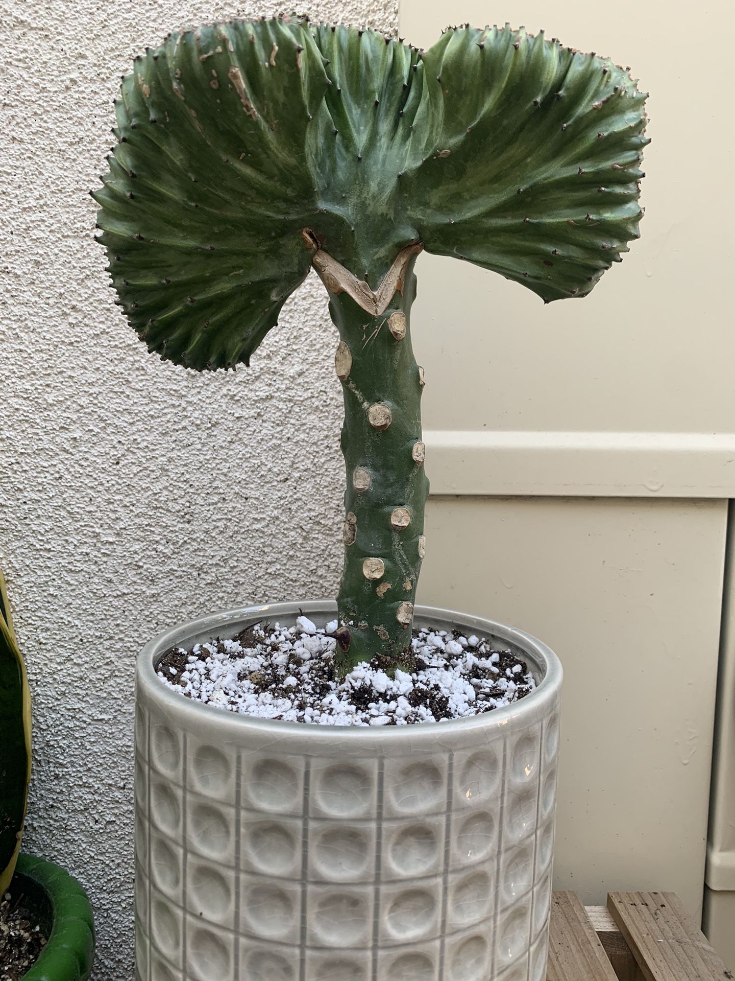 Coral Cactus Plant