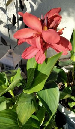 Canna Lilly - $10 Red
