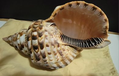 triton trumpet shell 12 inches