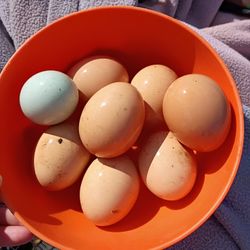 Cage Free Eggs Farm Fresh 