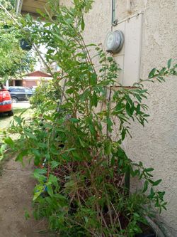 Pomergrante Tree