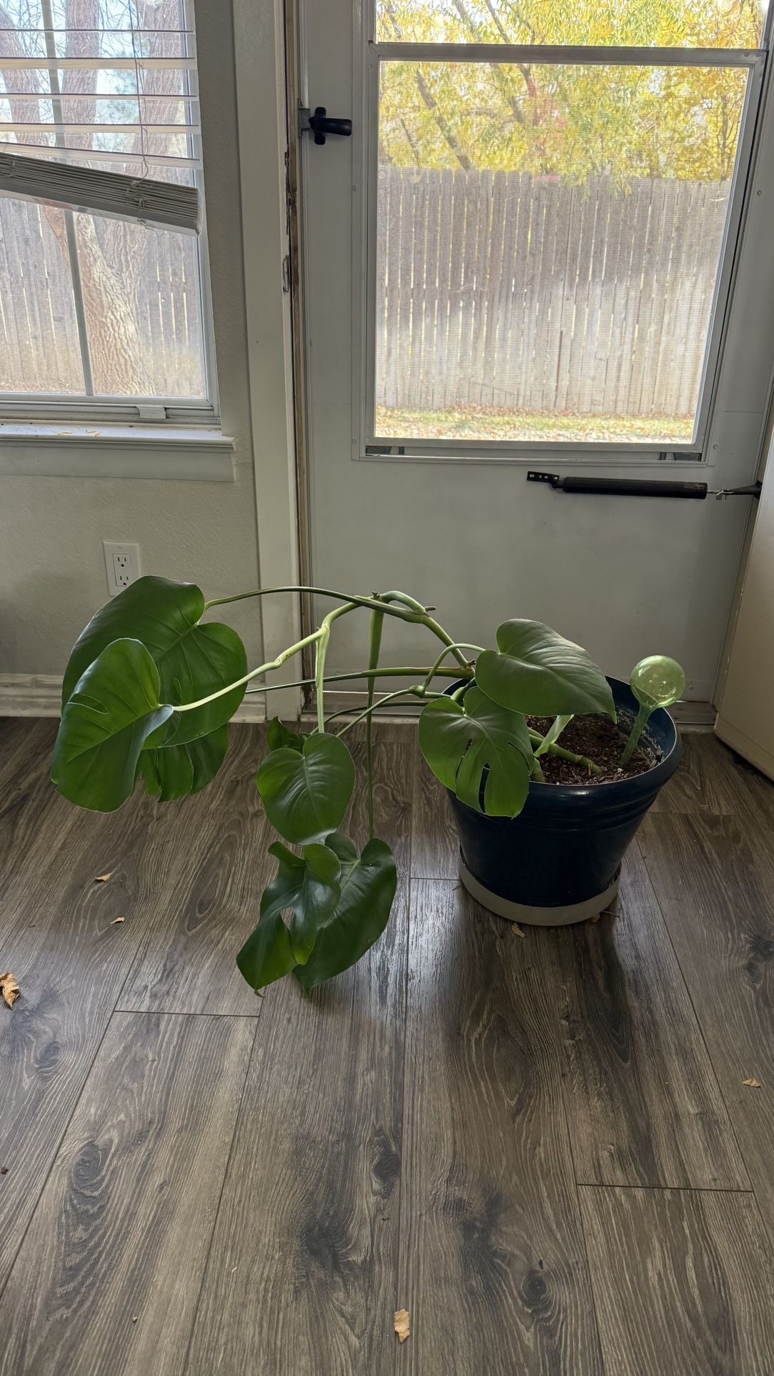 Monstera Deliciosa