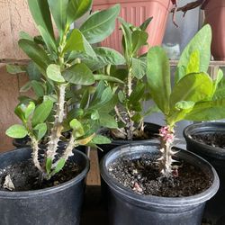 HERMOSAS PLANTAS NATURALES “CORONA DE CRISTO PLANT”