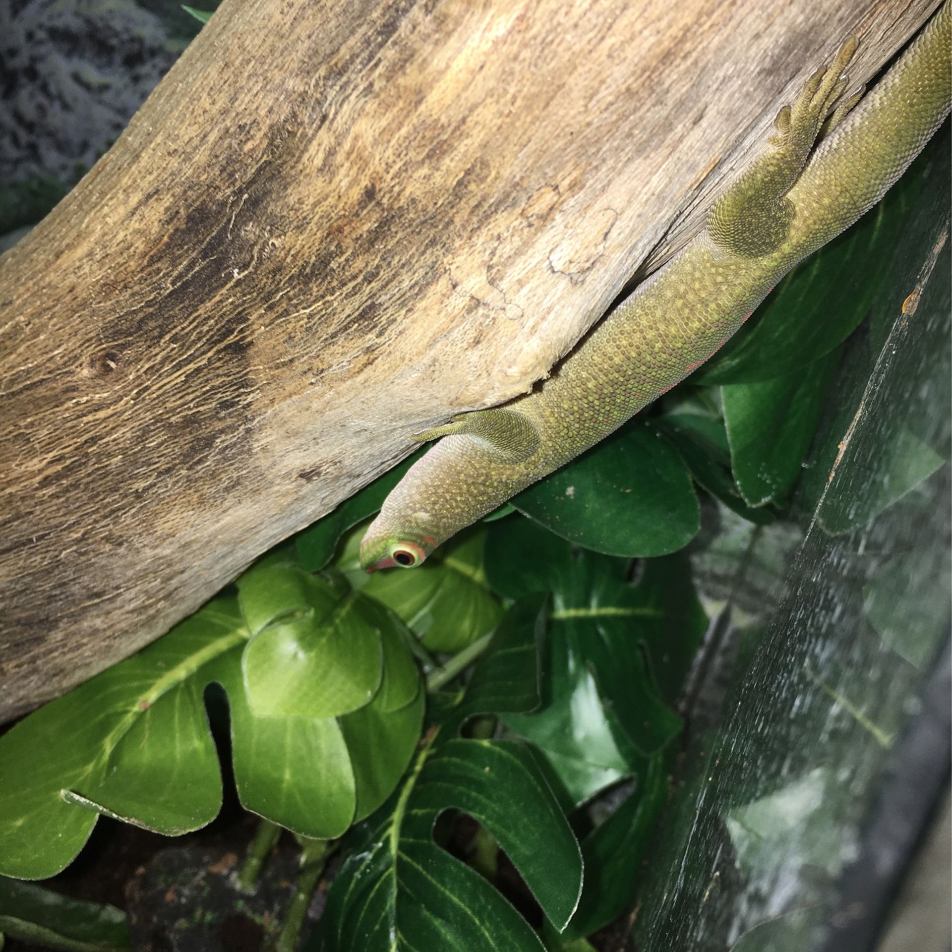 Toy Giant Day gecko Look below in Description For More Details (Acepting Trades Also)
