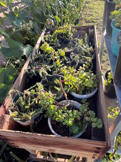 A Personal gift idea for anyone plants!