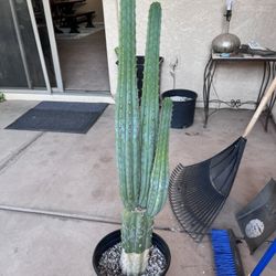 San Pedro Cactus (peruvian torch) 