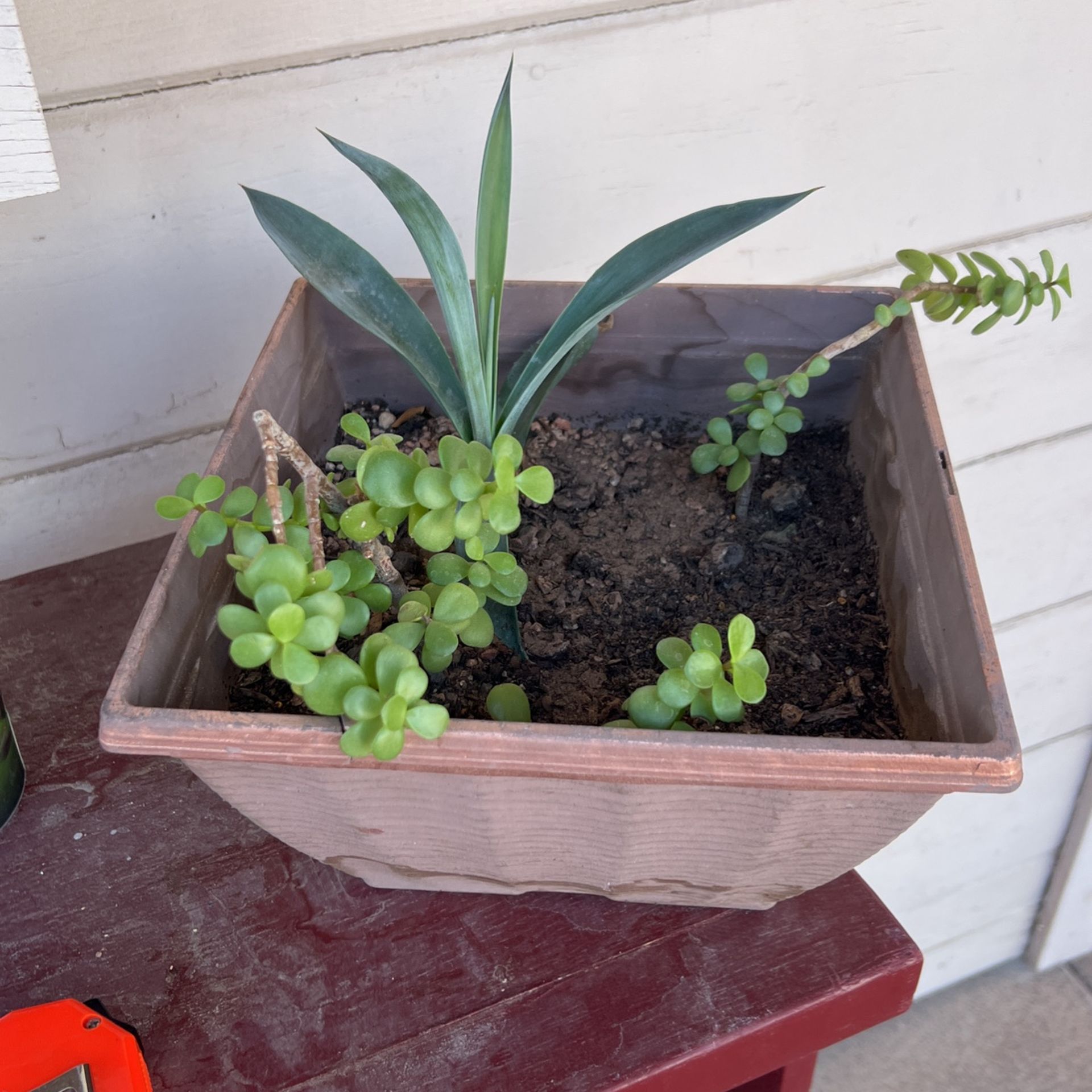 Agave And Elephant Ear Succulent Plant