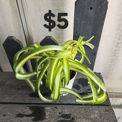 Spider Plant 