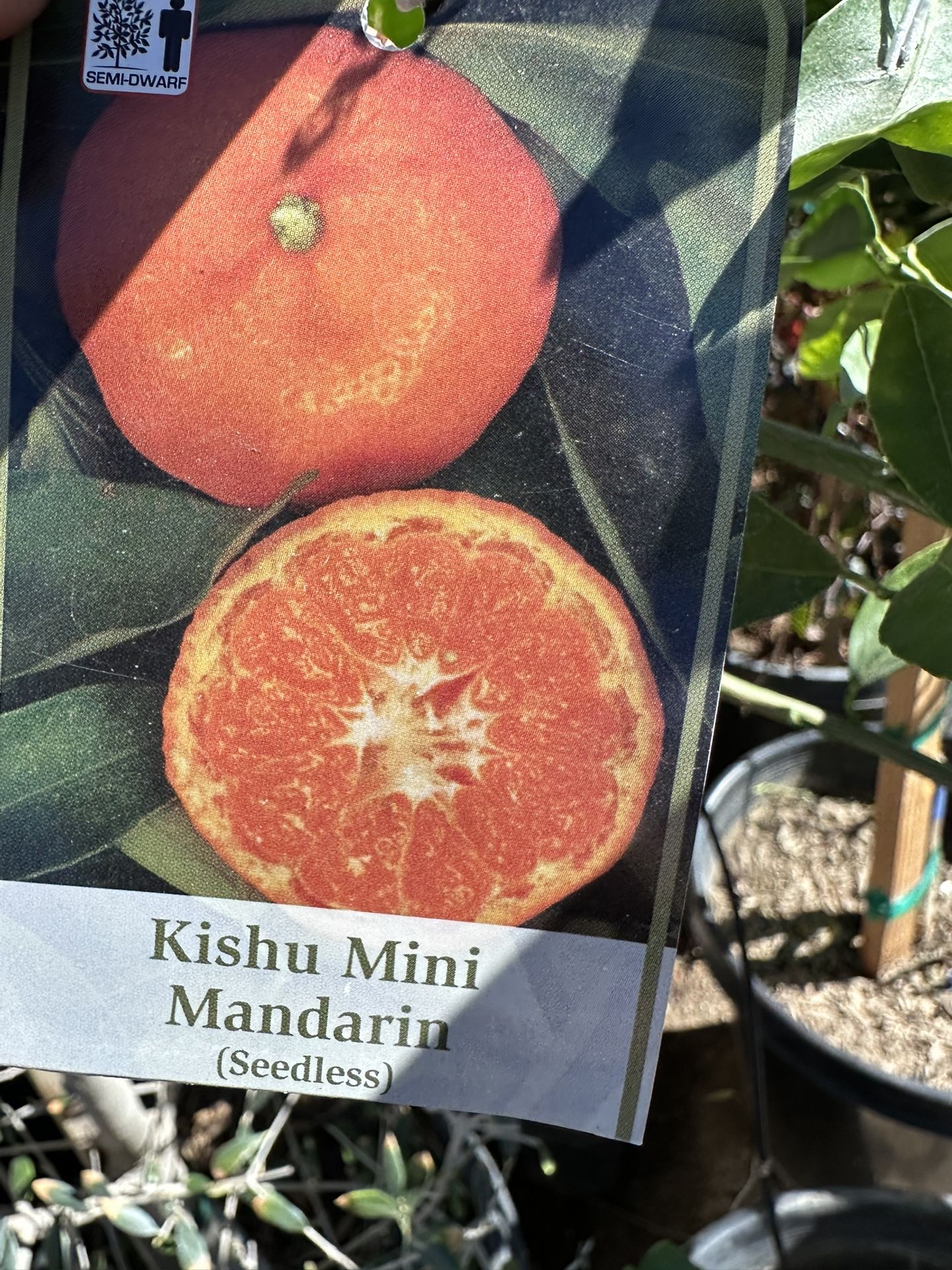 Kishu Mimi Mandarin Tree 15gal