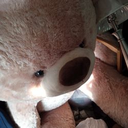 7 Foot Tall Teddy Bear