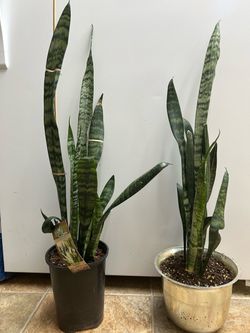 Snake plants (price for each )