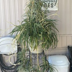 Beautiful Spider Plant
