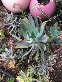 Large plant succulent