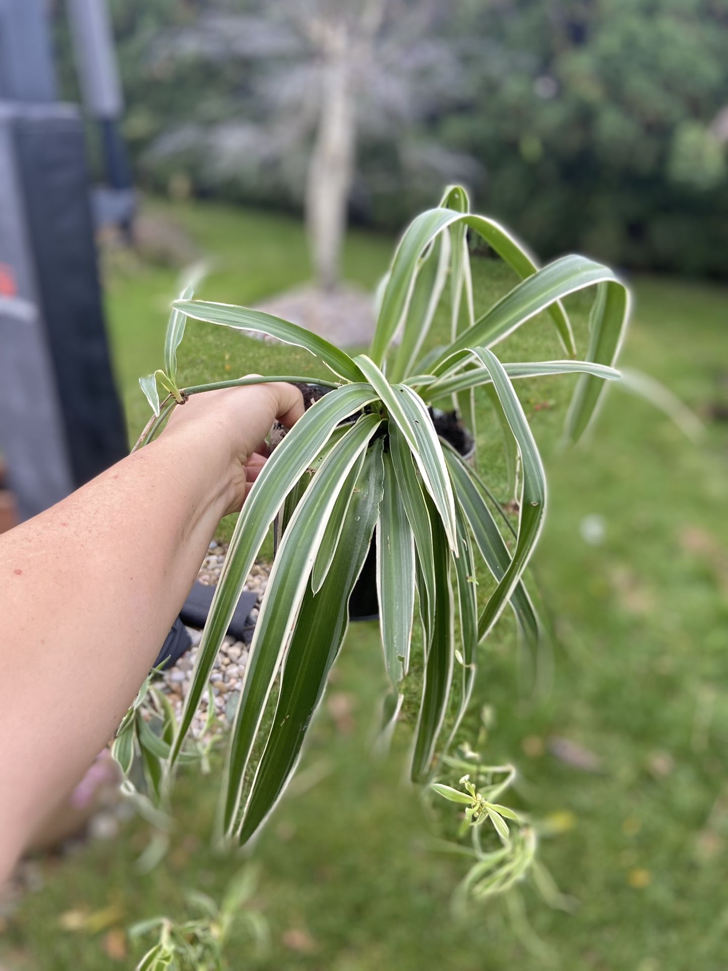 Housplants