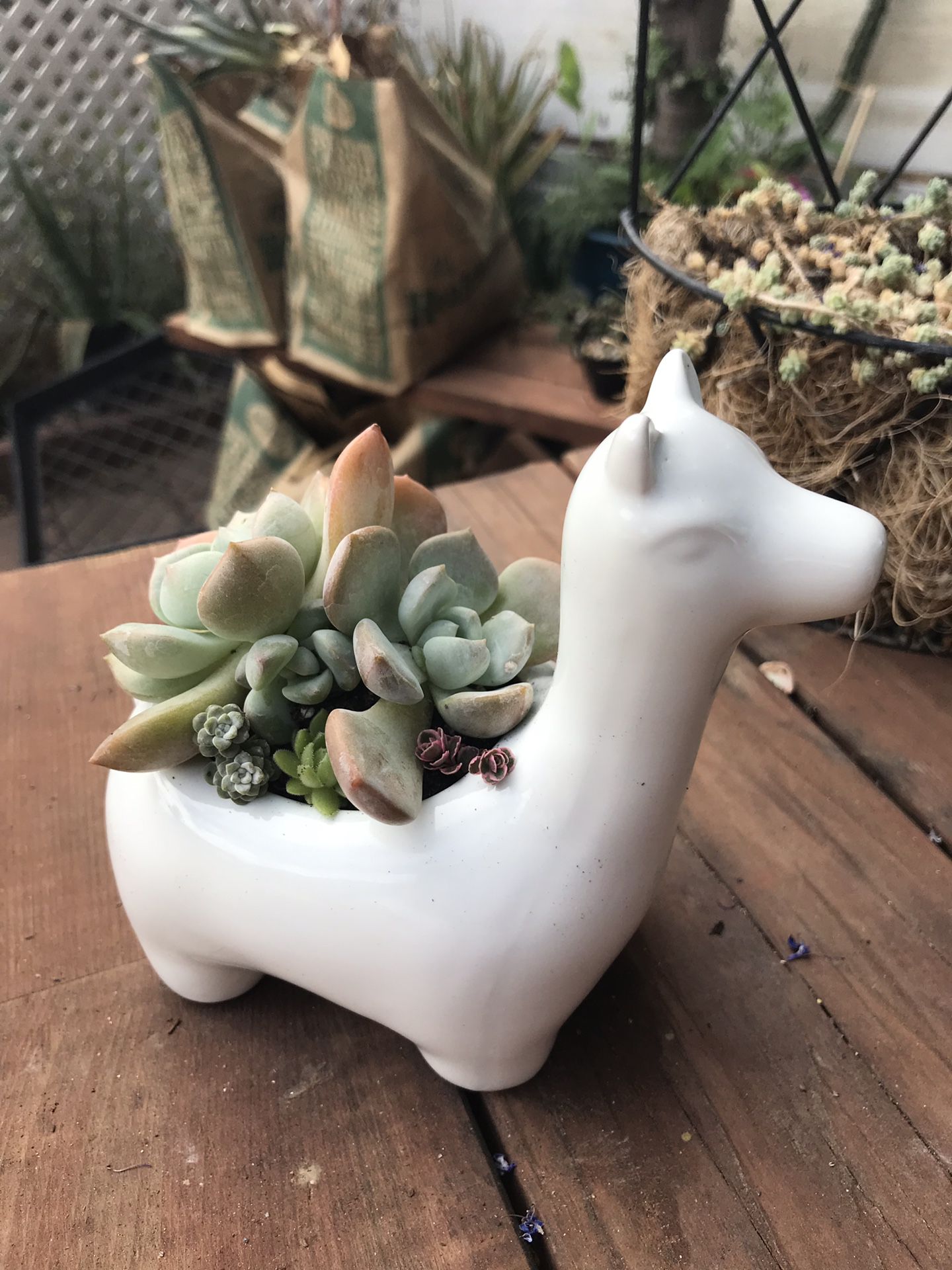 Succulent in llama pot