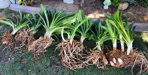 Clivia plants