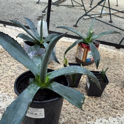 Agave Plants