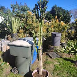 Euphorbia Brancher Tree Plant