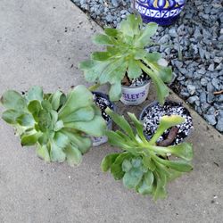 Aeonium Succulent Plants