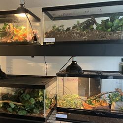 Reptile Tanks With Tank Rack 