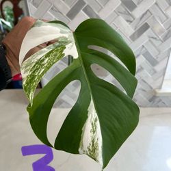 Monstera Albo Cutting