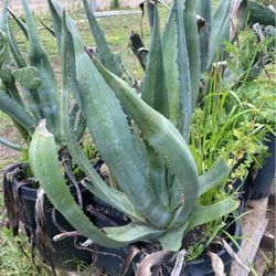 Many Cactuses And Succulents 