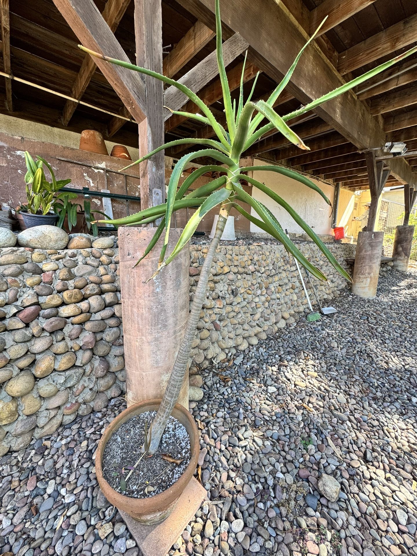 Aloe Vera Succulent 6feet Tall