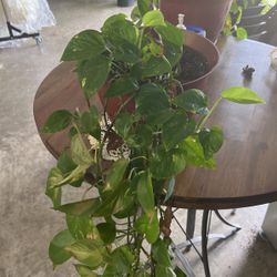 1 Of 5 🌿 **Golden Pothos House Plant** 🌿