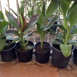 Many Beautiful Canna Lillies Plants Available