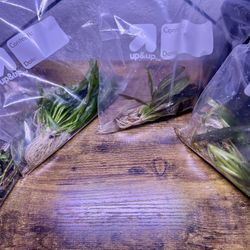 Real aquarium plants