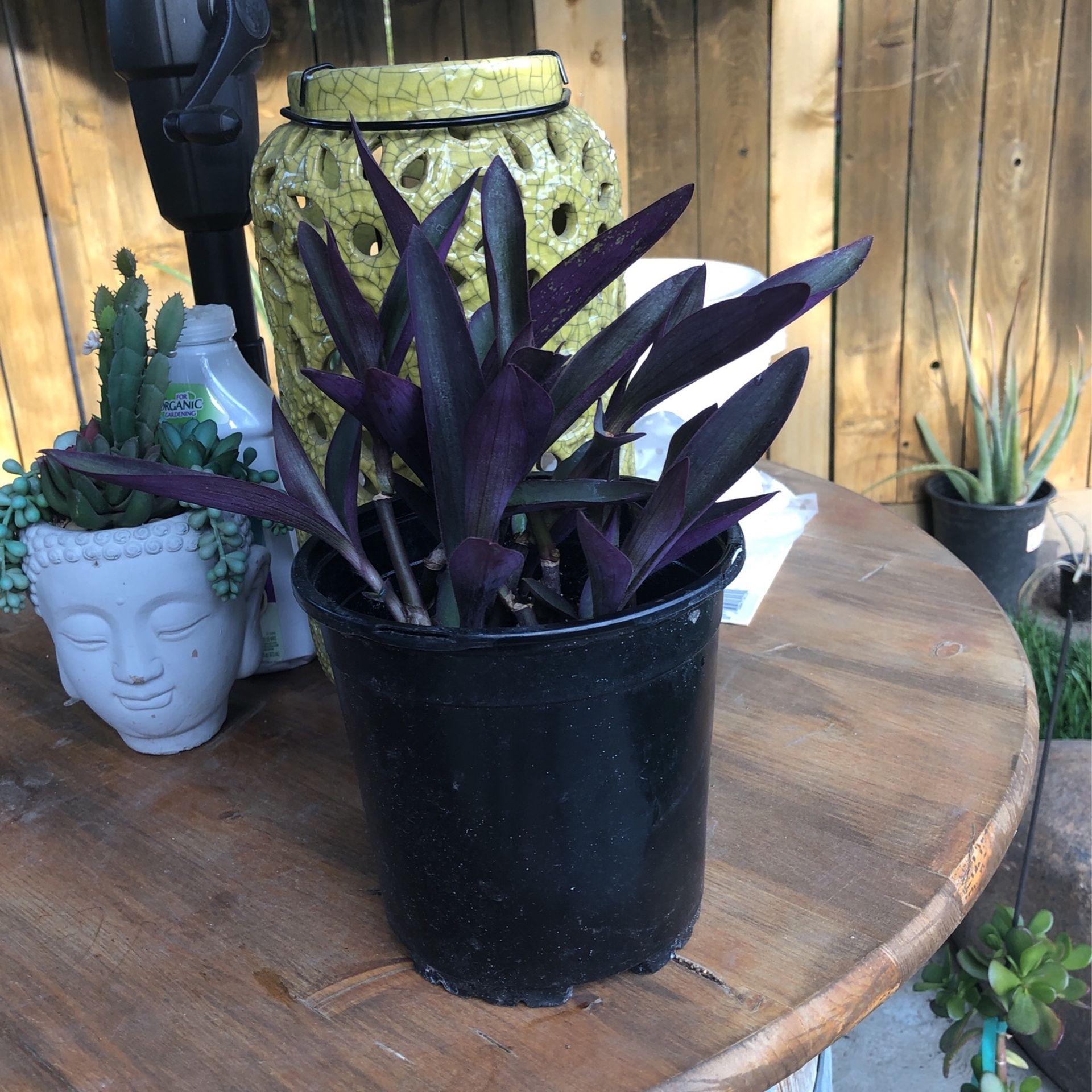 Purple Heart Plant With Pink Flowers