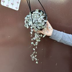 6” Variegated String Of Hearts 