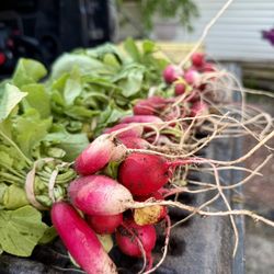 🧑‍🌾 🫜 Farm Fresh Radishes 🫜 🧑‍🌾 