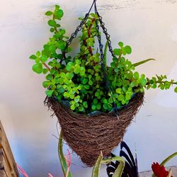 Beautiful Hanging Plant