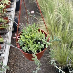 Hanging Baskets