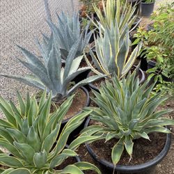 Agave