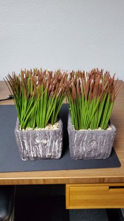 Decorative Plants