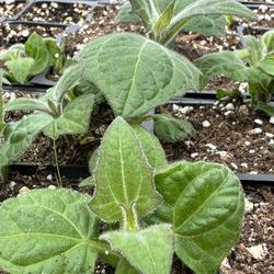 YACON ORGANIC PLANTS ALL ORGANIC