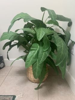 Silk Plant 