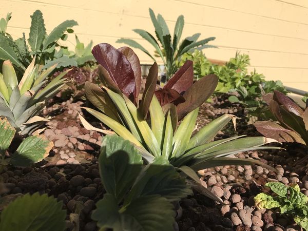 Pineapple plant for sale come get yours today for Sale in