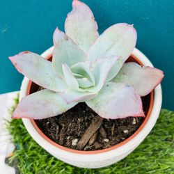 Echeveria cante Glass＆Mend.-Garc live rooted get 2 free succulents cuttings 