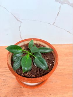 Planta Philodendron Birkin Juvenil