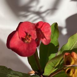 CORONA DE CRISTO