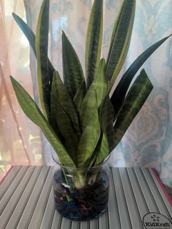 Planta lengua de sugra