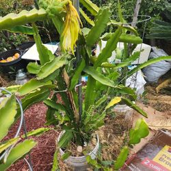 Dragon Fruit Trellis