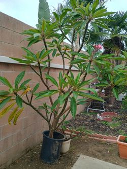 Palmeria  plant